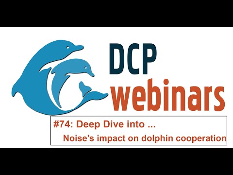 DCP Deep Dive: Human-made noise impacts bottlenose dolphins’ ability to work together