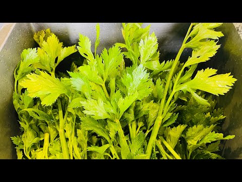 Freezing Garden Celery