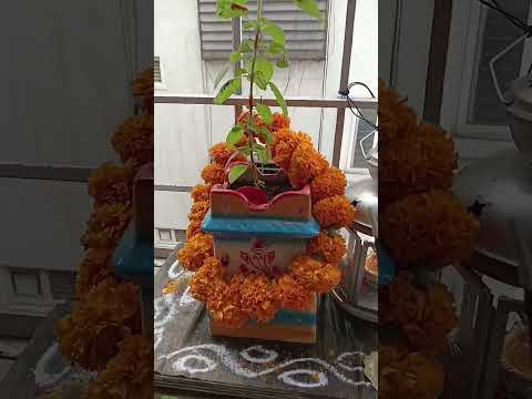 Ma inti Varalakshmi Vratha Pooja #laxmipuja #varalakshmipooja #shortvideo #ytshort