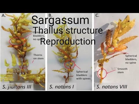 Sargassum introduction, morphology ,reproduction#botany#Bsc#1semester #algae#Brownalgae#msc#science