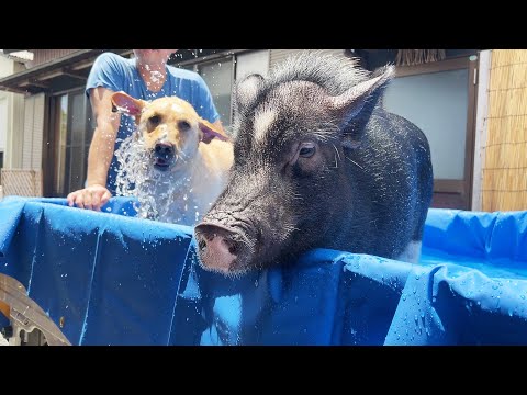 The moment the dog enters the pool, the pig's expression clouds over