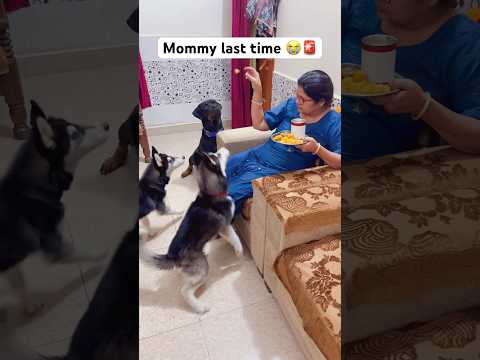 Most Dangerous dog for human food 🚨😳 #shorts #dog #husky #trendingsongs #rottweiler