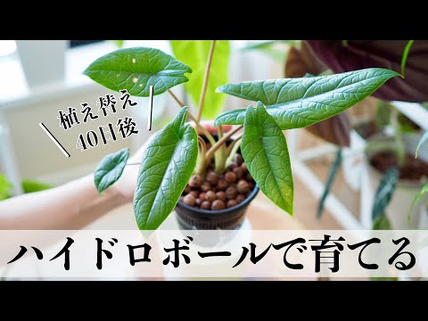 【アロカシア】ハイドロボールで育てる｜植え替え｜成長の様子【観葉植物】