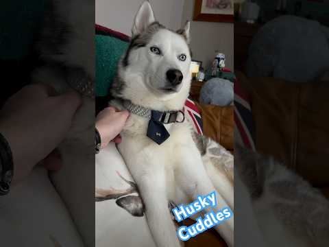 Husky Cuddles In The Morning