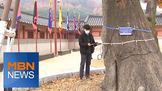 강풍에 부러진 마을 보호수, 작품으로 재탄생 [전국네트워크]