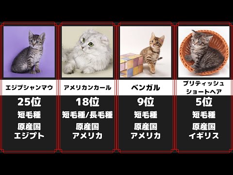 人気猫種 かわいい猫ちゃんランキング 28選