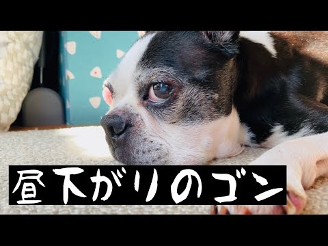 【ボストンテリア】昼下がりのゴン【爪切り】