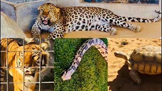 Kids Friendly Zoo..| Umm Al Quwain Zoo..| Dubai Zoo..| Up Coming Video..|