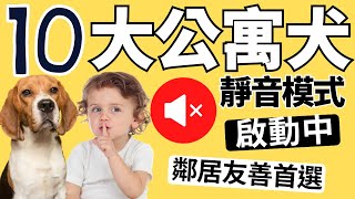 【公寓友善犬，安靜不擾鄰】 最後一隻高智商又不掉毛 ✅CC 中文/English