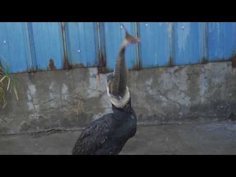 Smart cormorants eat the head of the fish first