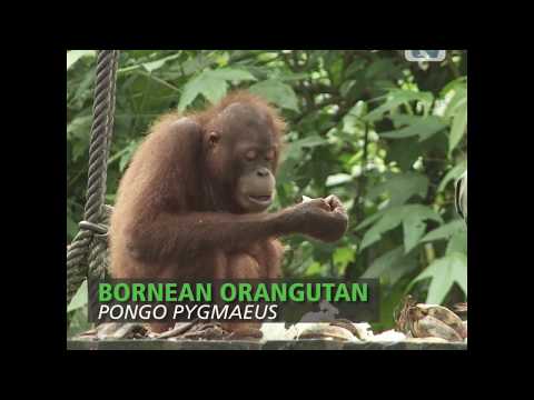 SZtv Wildlife Feature: Bornean Orangutan