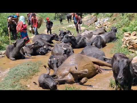 Peaceful himalayan village life | Nepali village life | Rural Nepal |