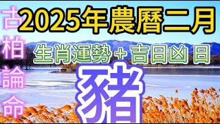 【古柏論命每月運勢+吉日凶日】2025年農曆2月(陽曆2/28 ~3/28)生肖運勢分享 -  豬