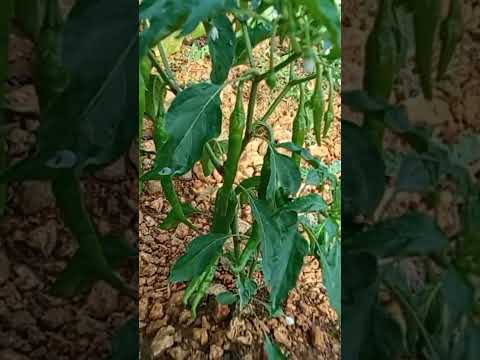 ang daming bunga sa sili #shortsyoutube #gardening #garden #smallgarden