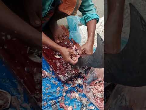 Fish Cutting Style !! fish cutting bengali style