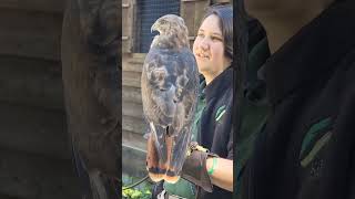 Jake's Molting Journey (Red-tailed Hawk) #Hawk #MoltingJourney #BirdsOfPrey