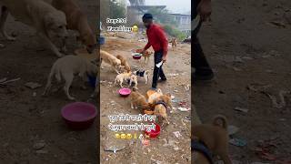 भूख किसे कहते है इन बेज़ुबान बच्चो से पूछो 😭😢🥹🙏🐶🐕❤️|#feeding