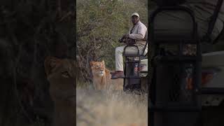 what can you do.#safari #lion #Africa #guide