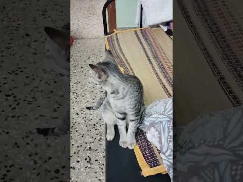 #funnycat #funnycatvideos #trendingvideo #trendingshorts