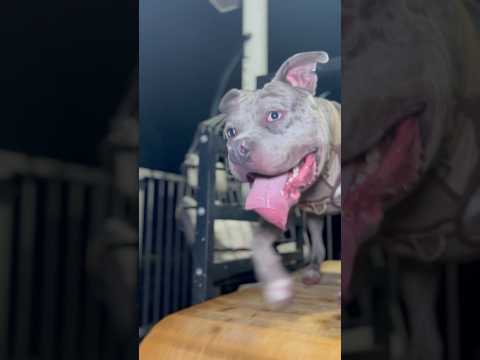 Do you think he missed it? #dog #fyp #dogtreadmill #viral #training #shorts #americanbully #puppy