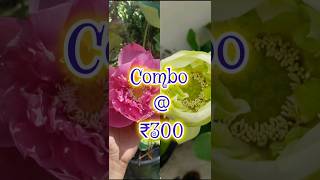 Combo @ ₹300 #offerprice