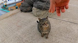 漁港でキジトラ猫を撫でると他の猫も集まってきた