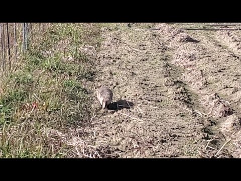 【田舎暮らし】謎の毛玉がこちらに向かってくる