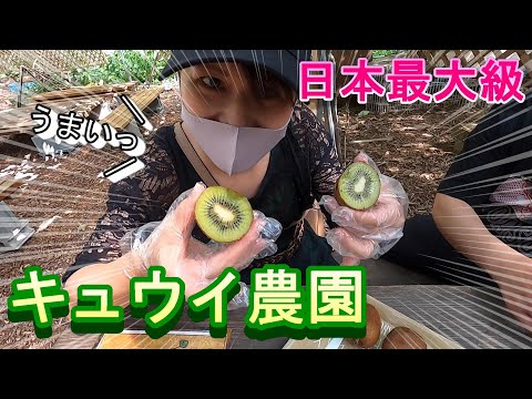 【日本最大級】キュウイ農園：静岡県掛川市キュウイフルーツカントリーに行ってきました！！