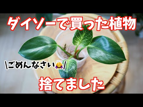 植物を捨てた話｜カイガラムシ対策【ダイソー フィロデンドロン・バーキン】