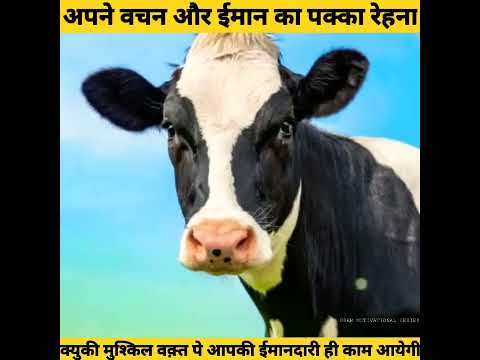 ईमानदार गाय की कहानी | Honest Cow | Moral Stories | Hindi Kahani | Best Motivation story | #shorts