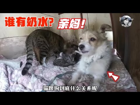 猫跟狗是闺蜜，但猫生下孩子后主人蒙了，这谁才是亲妈啊？