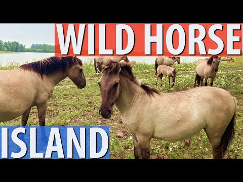 Journey to the Island of Wild Horses Netherlands