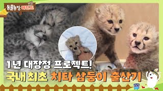 [TV 동물농장 레전드/SUB] 🧡1년 대장정 프로젝트! 국내 최초 치타 삼둥이 출산기🧡#TV동물농장 #AnimalFarm #SBSstory