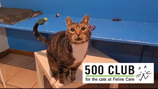 Feline Care 500 Club November 2024