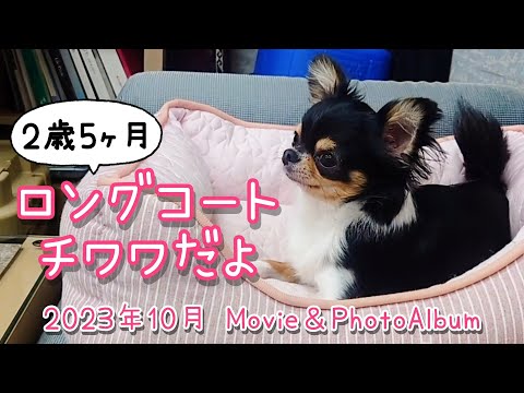 【アルバム】2歳5ヶ月☆未公開動画まとめ☆愛犬チワワのMovie＆PhotoAlbum27☆2023年10月