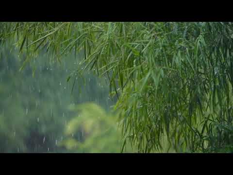 Conecta con tu ser superior/sonidos de la naturaleza/disfruta de una melodía hermosa bajo la lluvia.