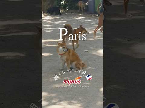 【🇫🇷パリ】パリジェンヌのペット事情🐶愛犬とくつろぐパリの日常〜お散歩スポット