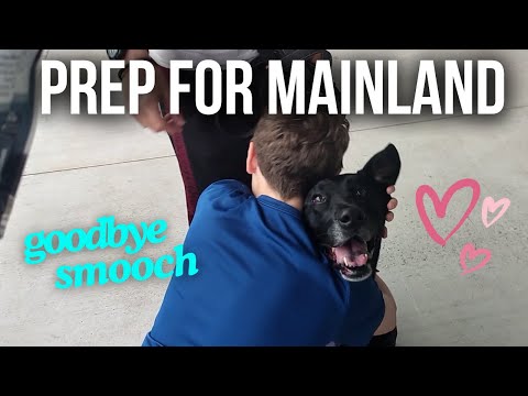 Shipping our Dog Back to the Mainland // Hawaii Travel Nurse Family