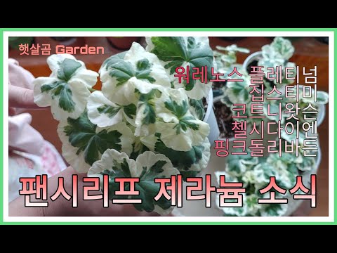 팬시리프 제라늄 소식ㅣPancy leaf Pelargoniums