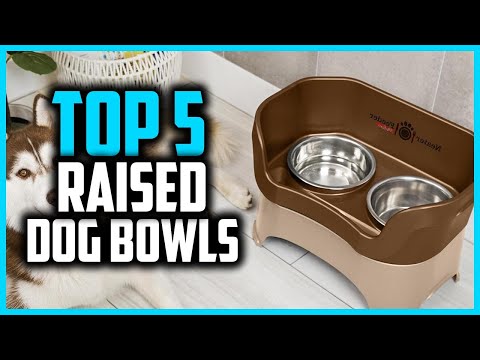 ✅Top 5 Best Raised Dog Bowls in 2025