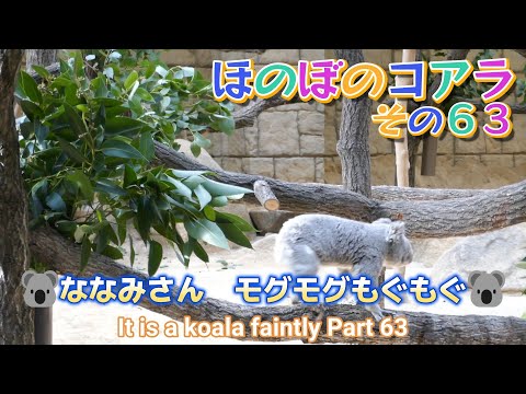 ほのぼのコアラ　その６３　🐨ななみさん　モグモグもぐもぐ🐨（東山動植物園）It is a koala faintly Part 63