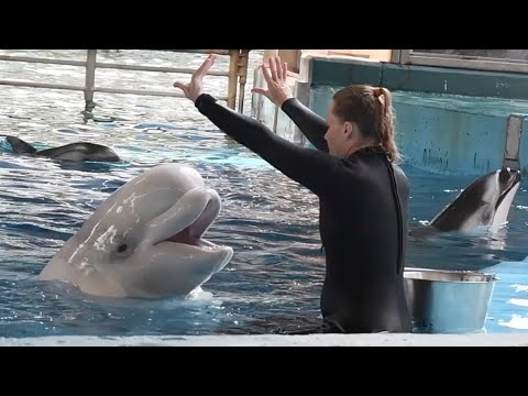 Beluga & Dolphin Moms Session - SeaWorld San Antonio - August 10, 2024