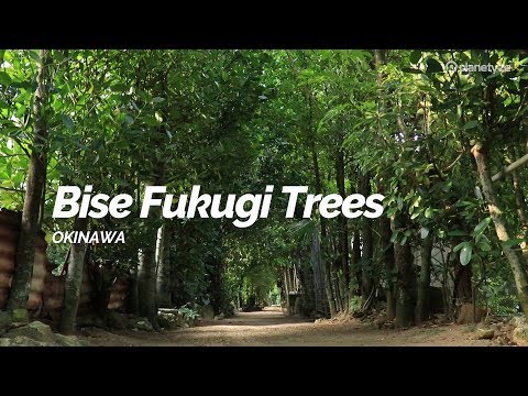 Bise Fukugi Trees, Okinawa | Japan Travel Guide