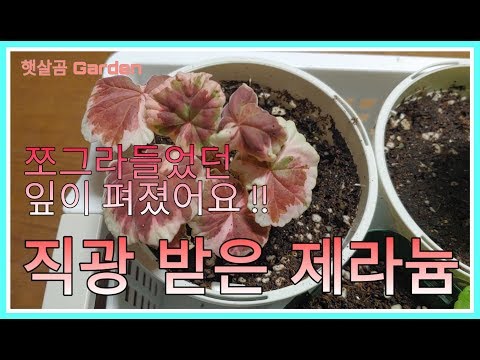 직광 받은 제라늄 - 잎이 펴졌어요 !!ㅣ