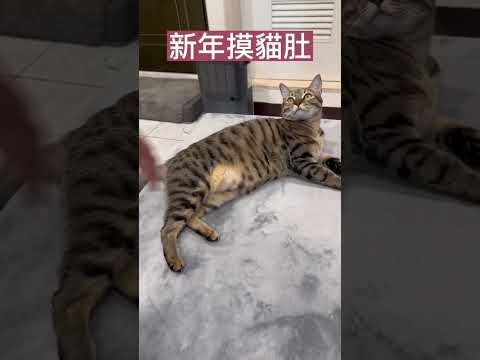 2023兔年-貓奴金句良言#shorts #cat #catlover