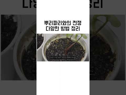 뿌리파리 죽이기 다양한 방법