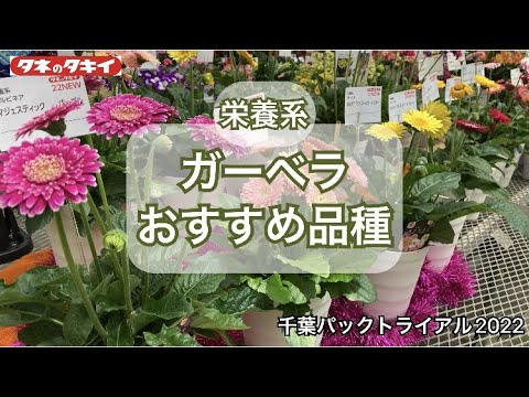 【園芸】2022-2023 ガーベラ タキイおススメ品種