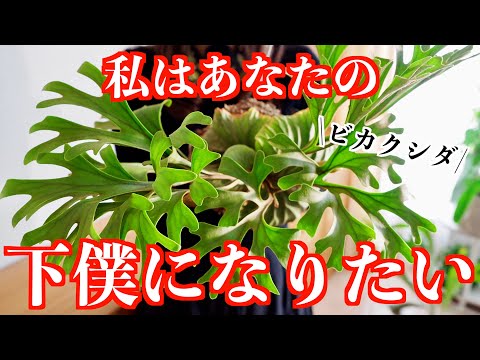 【観葉植物】私はあなたの下僕になりたいのに｜ビカクシダの苔玉｜1年後の成長報告