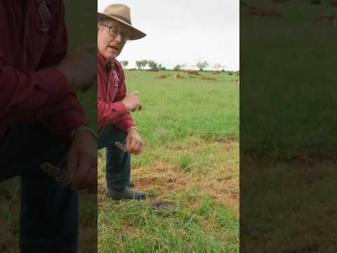 “The Goldilocks of Manure” - Joel Salatin on the perfect pumpkin pie shaped cow-pie. #cow #farming