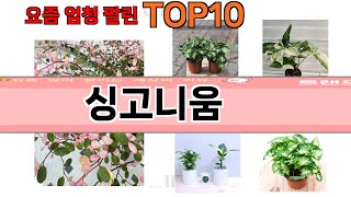 가장 많이 팔린 싱고니움 추천 Top10!